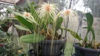 Bulbophyllum Medusae