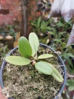 Bulbophyllum Medusae - Foto 2