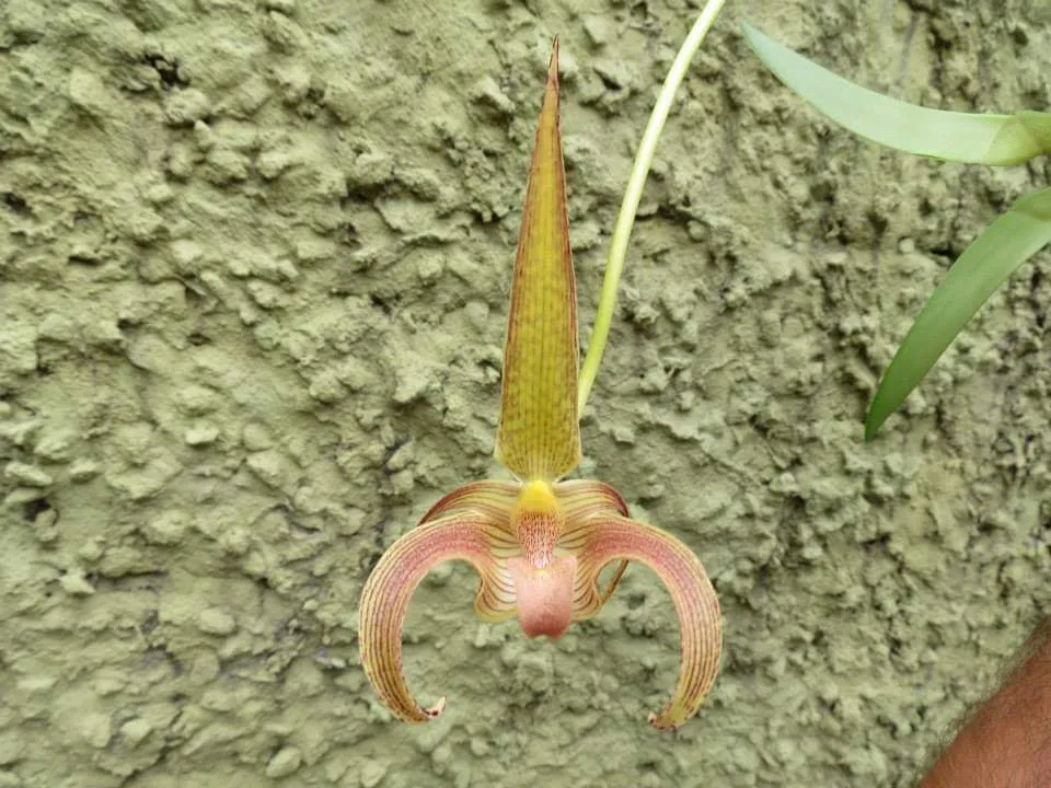 Bulbophyllum Lobbii