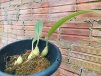 Bulbophyllum Lobbii - Foto 2