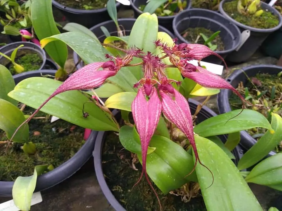 Bulbophyllum Rothschildianum
