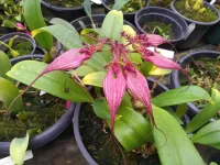 Bulbophyllum Rothschildianum