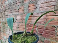 Bulbophyllum Rothschildianum - Foto 2