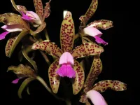 Cattleya Guttata