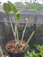Cattleya Guttata - Foto 2