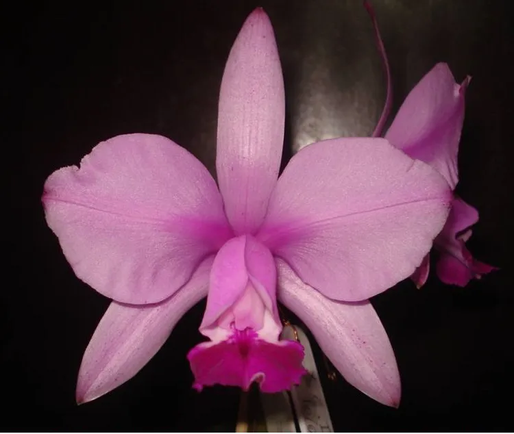 Cattleya Intermedia