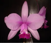 Cattleya Intermedia