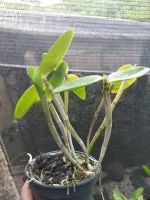 Cattleya Intermedia - Foto 2