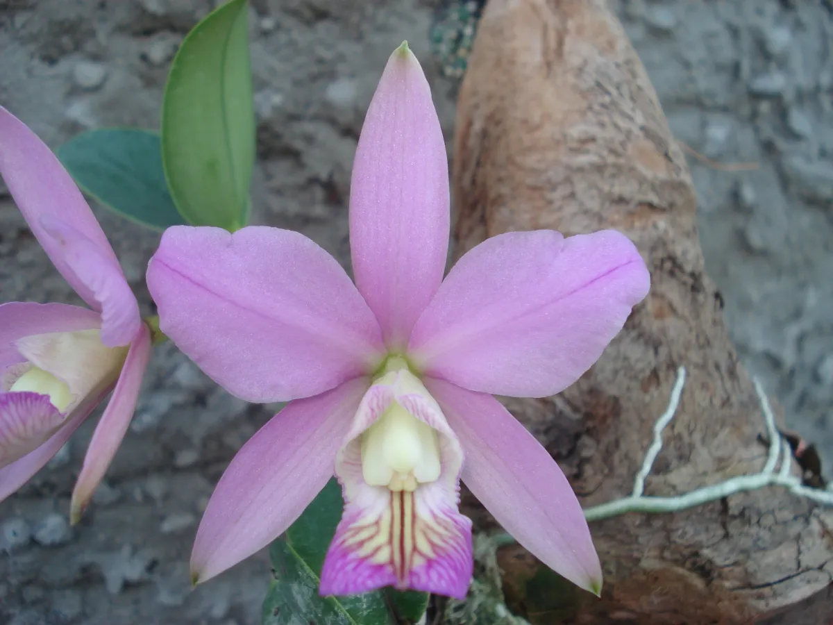 Cattleya Nobilior