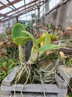 Cattleya Nobilior - Foto 2