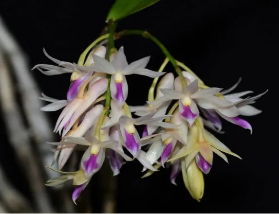 Dendrobium Amethystoglossum Imagem