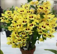 Dendrobium Gatton Sunray