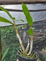 Dendrobium Gatton Sunray - Foto 2