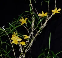 Dendrobium Hancockii