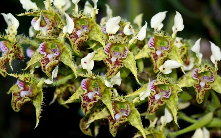 Dendrobium Polysema