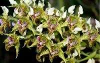 Dendrobium Polysema