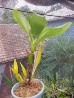 Dendrobium Polysema - Foto 2