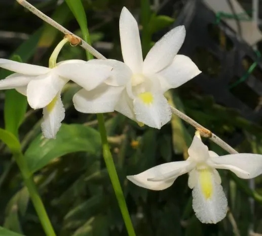 Dendrobium Crumenatum