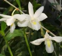 Dendrobium Crumenatum
