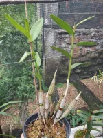 Dendrobium Crumenatum - Foto 2