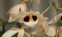 Dendrobium Pulchellum