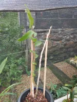 Dendrobium Pulchellum - Foto 2