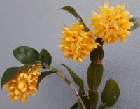 Dendrobium Sulcatum