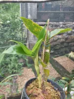 Dendrobium Sulcatum - Foto 2
