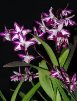 Dendrobium King Zip “Red Splash”