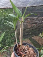 Dendrobium King Zip “Red Splash” - Foto 2