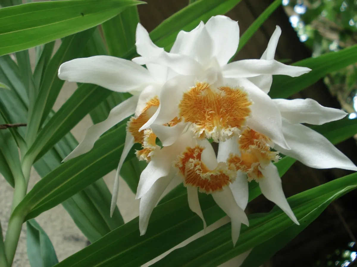 Thunia Marshalliana