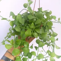 Dischidia 'Geri' (cuia13) - Foto 2