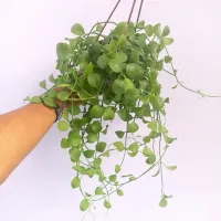 Dischidia 'Geri' (cuia13) - Foto 3