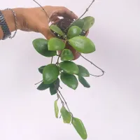 Hoya lucardesiana (vaso9) - Foto 3