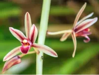 Cymbidium Aloifolium