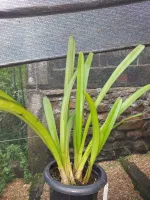 Cymbidium Aloifolium - Foto 2