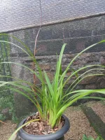 Cymbidium Erythraeum Flava - Foto 2