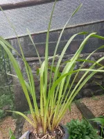 Cymbidium Kiwi Midnight - Foto 2