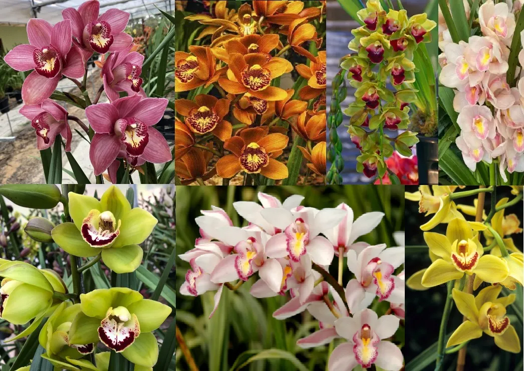 Cymbidium Cores Variadas