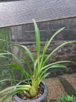 Cymbidium Cores Variadas - Foto 2