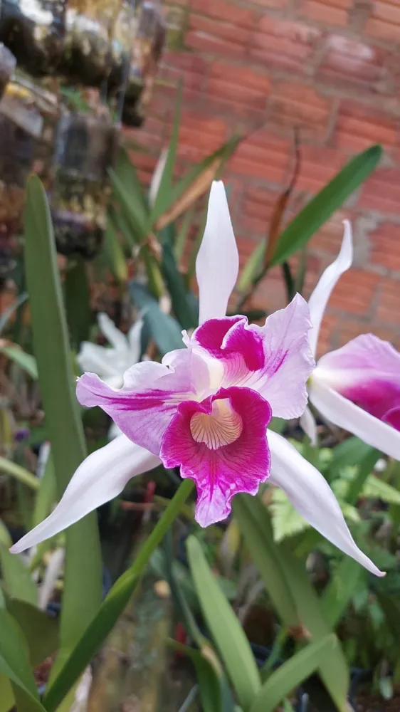 Laelia Purpurata Trilabelo