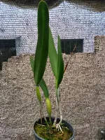 Laelia Purpurata Trilabelo - Foto 2