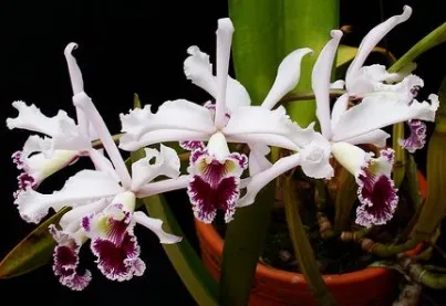 Laelia Crispa