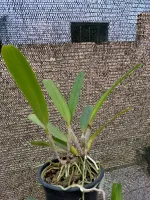 Laelia Crispa - Foto 2