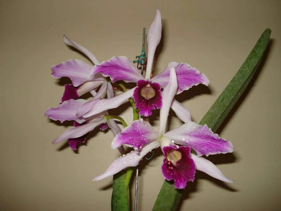 Laelia Purpurata Flamea