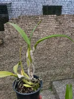 Laelia Purpurata Flamea - Foto 2