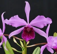 Laelia Pulcherrima