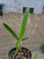 Laelia Pulcherrima - Foto 2