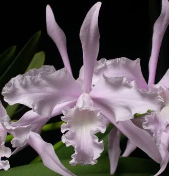 Laelia Lobata Concolor “Geni”