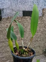 Laelia Lobata Concolor “Geni” - Foto 2